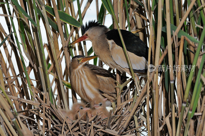 巢中的小麻鳽(Ixobrychus minutus)